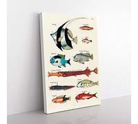 Big Box Art East Indies Fish Illustrations FOL. 3 by Louis Renard Canvas Wall Art Print Ready to Hang Picture, 76 x 50 cm (30 x 20 Inch), White, Brown, Red, Green, Black