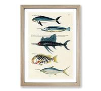 Big Box Art East Indies Fish Illustrations FOL. 34 by Louis Renard Framed Wall Art Picture Print Ready to Hang, Oak A2 (62 x 45 cm)