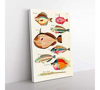 Big Box Art East Indies Fish Illustrations FOL. 4 by Louis Renard Canvas Wall Art Print Ready to Hang Picture, 76 x 50 cm (30 x 20 Inch), White, Cream, Red, Green, Brown