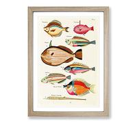 Big Box Art East Indies Fish Illustrations FOL. 4 by Louis Renard Framed Wall Art Picture Print Ready to Hang, Oak A2 (62 x 45 cm)