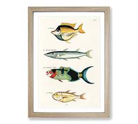 Big Box Art East Indies Fish Illustrations FOL. 40 by Louis Renard Framed Wall Art Picture Print Ready to Hang, Oak A2 (62 x 45 cm)