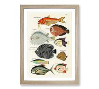 Big Box Art East Indies Fish Illustrations FOL. 5 hh by Louis Renard Framed Wall Art Picture Print Ready to Hang, Oak A2 (62 x 45 cm)