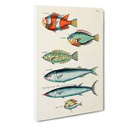 Big Box Art East Indies Fish Illustrations FOL. 7 by Louis Renard Canvas Wall Art Framed Picture Print, 30 x 20 Inch (76 x 50 cm), White, Beige, Black, Cream, Brown