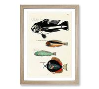 Big Box Art East Indies Fish Illustrations FOL. 9 by Louis Renard Framed Wall Art Picture Print Ready to Hang, Oak A2 (62 x 45 cm)