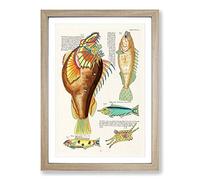 Big Box Art East Indies Fish Illustrations Huitieme by Louis Renard Framed Wall Art Picture Print Ready to Hang, Oak A2 (62 x 45 cm)