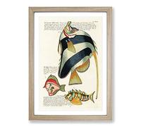 Big Box Art East Indies Fish Illustrations I by Louis Renard Framed Wall Art Picture Print Ready to Hang, Oak A2 (62 x 45 cm)