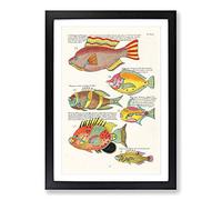 Big Box Art East Indies Fish Illustrations IV by Louis Renard Framed Wall Art Picture Print Ready to Hang, Black A2 (62 x 45 cm)