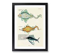 Big Box Art East Indies Fish Illustrations LIV by Louis Renard Framed Wall Art Picture Print Ready to Hang, Black A2 (62 x 45 cm)