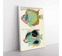 Big Box Art East Indies Fish Illustrations LVI by Louis Renard Canvas Wall Art Print Ready to Hang Picture, 76 x 50 cm (30 x 20 Inch), White, Green, Cream, Black