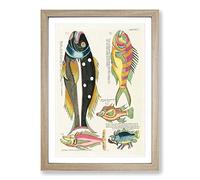 Big Box Art East Indies Fish Illustrations Septieme by Louis Renard Framed Wall Art Picture Print Ready to Hang, Oak A2 (62 x 45 cm)