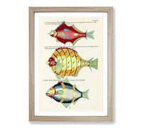 Big Box Art East Indies Fish Illustrations XLI by Louis Renard Framed Wall Art Picture Print Ready to Hang, Oak A2 (62 x 45 cm)
