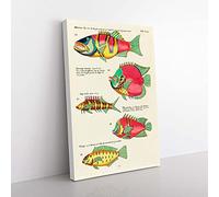 Big Box Art East Indies Fish Illustrations XVIII by Louis Renard Canvas Wall Art Print Ready to Hang Picture, 76 x 50 cm (30 x 20 Inch), White, Green, Orange, Yellow, Brown