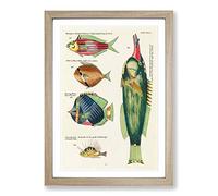 Big Box Art East Indies Fish Illustrations XXII by Louis Renard Framed Wall Art Picture Print Ready to Hang, Oak A2 (62 x 45 cm)