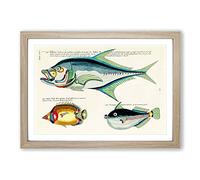 Big Box Art East Indies Fish Illustrations XXIX by Louis Renard Framed Wall Art Picture Print Ready to Hang, Oak A2 (62 x 45 cm)