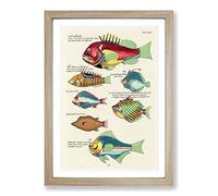 Big Box Art East Indies Fish Illustrations XXV by Louis Renard Framed Wall Art Picture Print Ready to Hang, Oak A2 (62 x 45 cm)