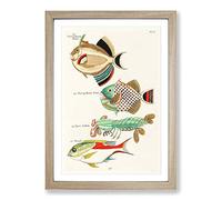 Big Box Art East Indies Fish & Lobster Illustrations FOL. 38 by Louis Renard Framed Wall Art Picture Print Ready to Hang, Oak A2 (62 x 45 cm)