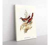 Big Box Art Eastern Scrub-Robin Birds by Elizabeth Gould Canvas Wall Art Print Ready to Hang Picture, 76 x 50 cm (30 x 20 Inch), White, Gold, Green, Cream, Purple