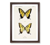 Big Box Art Eastern Tiger Swallowtail Butterfly by S.F. Denton Framed Wall Art Picture Print Ready to Hang, Walnut A2 (62 x 45 cm)