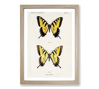 Big Box Art Eastern Tiger Swallowtail Butterfly by S.F. Denton Framed Wall Art Picture Print Ready to Hang, Oak A2 (62 x 45 cm)