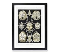 Big Box Art Echinoida Sea Urchin Vol.1 by Ernst Haeckel Framed Wall Art Picture Print Ready to Hang, Black A2 (62 x 45 cm)