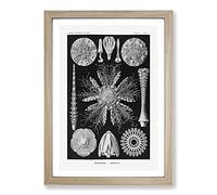 Big Box Art Echinoida Sea Urchin Vol.2 by Ernst Haeckel Framed Wall Art Picture Print Ready to Hang, Oak A2 (62 x 45 cm)