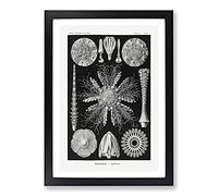 Big Box Art Echinoida Sea Urchin Vol.2 by Ernst Haeckel Framed Wall Art Picture Print Ready to Hang, Black A2 (62 x 45 cm)