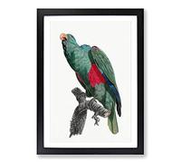 Big Box Art Eclectus Parrot by F. Levaillant Framed Wall Art Picture Print Ready to Hang, Black A2 (62 x 45 cm)