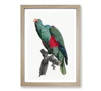 Big Box Art Eclectus Parrot by F. Levaillant Framed Wall Art Picture Print Ready to Hang, Oak A2 (62 x 45 cm)