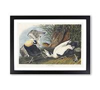Big Box Art Eider Duck by John James Audubon Framed Wall Art Picture Print Ready to Hang, Black A2 (62 x 45 cm)