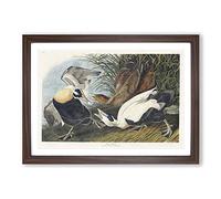 Big Box Art Eider Duck by John James Audubon Framed Wall Art Picture Print Ready to Hang, Walnut A2 (62 x 45 cm)