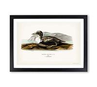 Big Box Art Eider Duck by Von Wright Framed Wall Art Picture Print Ready to Hang, Black A2 (62 x 45 cm)