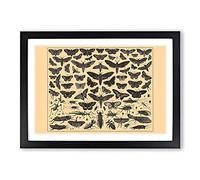 Big Box Art Encyclopedia Butterflies and Insects Framed Wall Art Picture Print Ready to Hang, Black A2 (62 x 45 cm)