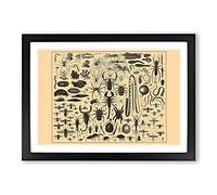 Big Box Art Encyclopedia Insects Framed Wall Art Picture Print Ready to Hang, Black A2 (62 x 45 cm)