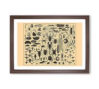 Big Box Art Encyclopedia Insects Framed Wall Art Picture Print Ready to Hang, Walnut A2 (62 x 45 cm)