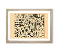 Big Box Art Encyclopedia Vintage Insects (1) Framed Wall Art Picture Print Ready to Hang, Oak A2 (62 x 45 cm)