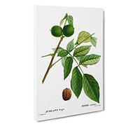 Big Box Art English Walnut Tree by Pierre-Joseph Redoute Canvas Wall Art Framed Picture Print, 30 x 20 Inch (76 x 50 cm), White, Green, Beige