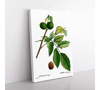 Big Box Art English Walnut Tree by Pierre-Joseph Redoute Canvas Wall Art Print Ready to Hang Picture, 76 x 50 cm (30 x 20 Inch), White, Green, Beige
