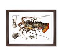 Big Box Art European Lobster by Albert I Framed Wall Art Picture Print Ready to Hang, Walnut A2 (62 x 45 cm)