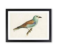 Big Box Art European Roller Bird by Von Wright Framed Wall Art Picture Print Ready to Hang, Black A2 (62 x 45 cm)