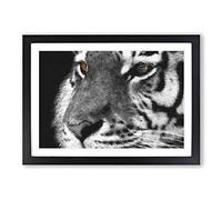 Big Box Art Eyes of The Tiger Painting Framed Wall Art Picture Print Ready to Hang, Black A2 (62 x 45 cm)
