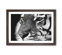 Big Box Art Eyes of The Tiger Painting Framed Wall Art Picture Print Ready to Hang, Walnut A2 (62 x 45 cm)