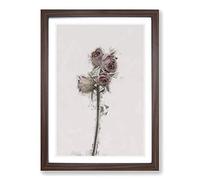 Big Box Art Fading Pink Roses in Abstract Framed Wall Art Picture Print Ready to Hang, Walnut A2 (62 x 45 cm)