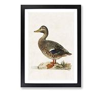 Big Box Art Female Mallard Duck by Von Wright Framed Wall Art Picture Print Ready to Hang, Black A2 (62 x 45 cm)