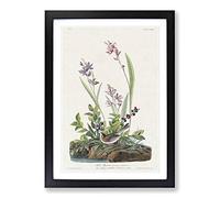 Big Box Art Field Sparrow by John James Audubon Framed Wall Art Picture Print Ready to Hang, Black A2 (62 x 45 cm)