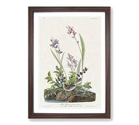 Big Box Art Field Sparrow by John James Audubon Framed Wall Art Picture Print Ready to Hang, Walnut A2 (62 x 45 cm)