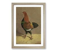 Big Box Art Fighting Cock Vol.1 by John Frederick Herring Framed Wall Art Picture Print Ready to Hang, Oak A2 (62 x 45 cm)