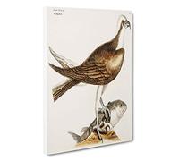 Big Box Art Fishing Hawk by Mark Catesby Canvas Wall Art Framed Picture Print, 30 x 20 Inch (76 x 50 cm), White, Brown, Green, Cream, Blue
