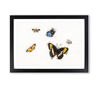 Big Box Art Five Butterflies by Herman Henstenburgh Framed Wall Art Picture Print Ready to Hang, Black A2 (62 x 45 cm)