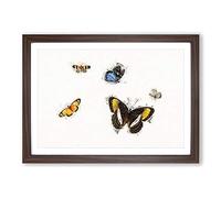 Big Box Art Five Butterflies by Herman Henstenburgh Framed Wall Art Picture Print Ready to Hang, Walnut A2 (62 x 45 cm)
