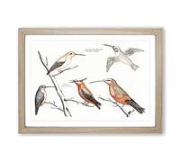 Big Box Art Five Hummingbirds by Johan Teyler Framed Wall Art Picture Print Ready to Hang, Oak A2 (62 x 45 cm)